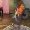 jelaba perroquet
